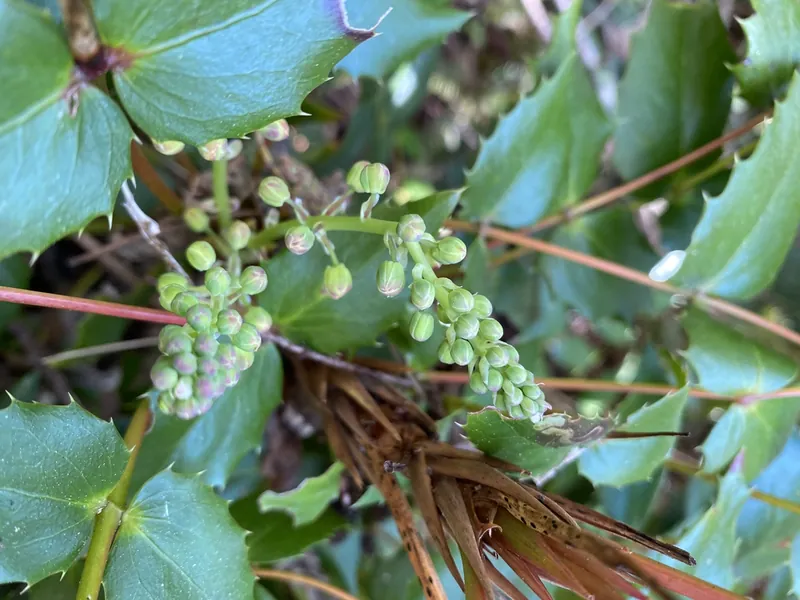 Mahonia — Mahonia aquifolium