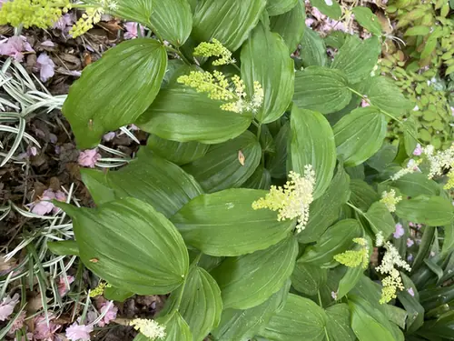 Maianthemum racemosum — floraison