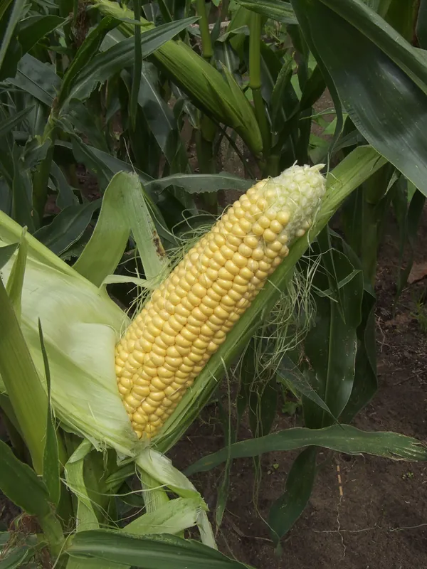Maïs doux — Zea mays