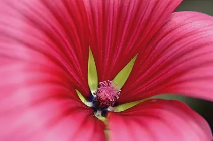 Malope trifida — fruits