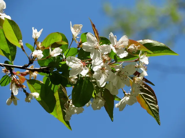 Malus angustifolia — floraison