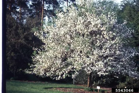 Malus coronaria — port de la plante