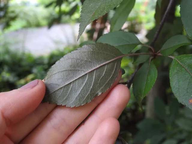 Malus hybrids — feuillage