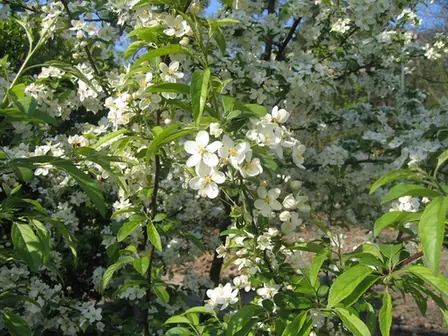 Malus toringo — photographie botanique