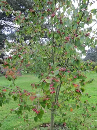 Malus yunnanensis — photographie botanique