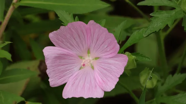 Malva moschata — floraison