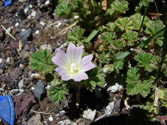 Malva neglecta — floraison