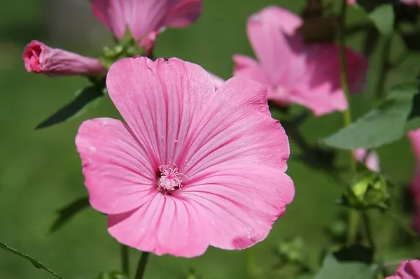 Malva trimestris — photographie botanique