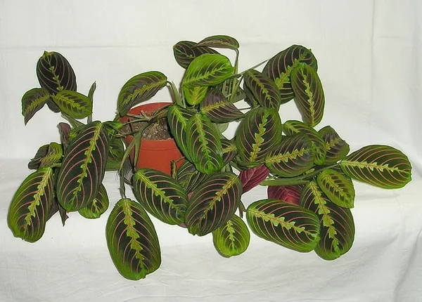 Maranta leuconeura — port de la plante