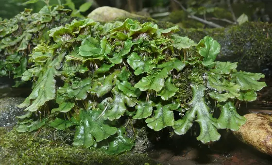 Marchantia polymorpha — port de la plante