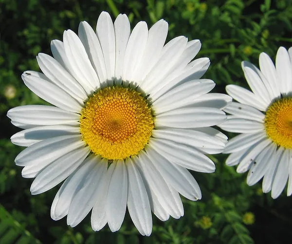 Marguerite — Leucanthemum vulgare