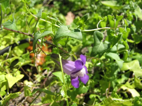 Maurandella antirrhiniflora — port de la plante