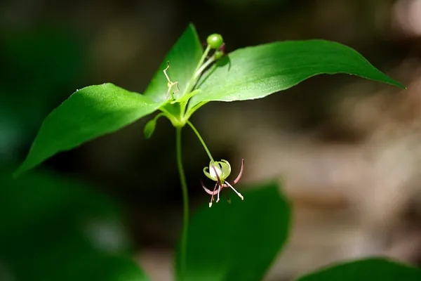 Medeola virginiana — photographie botanique