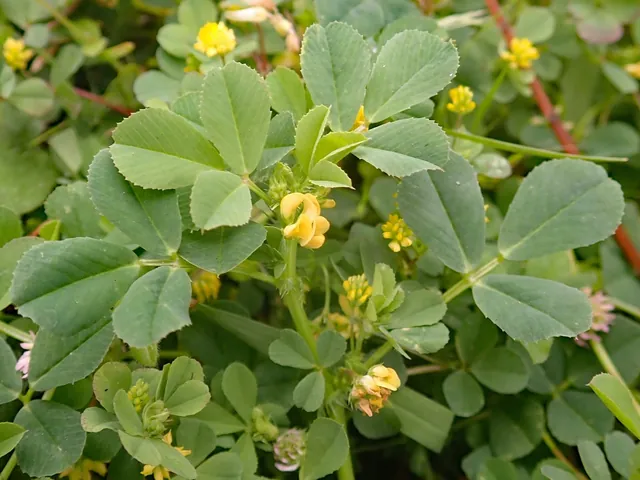 Medicago polymorpha — floraison