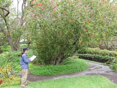 Melaleuca citrina — port de la plante