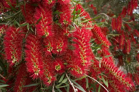 Melaleuca viminalis — floraison