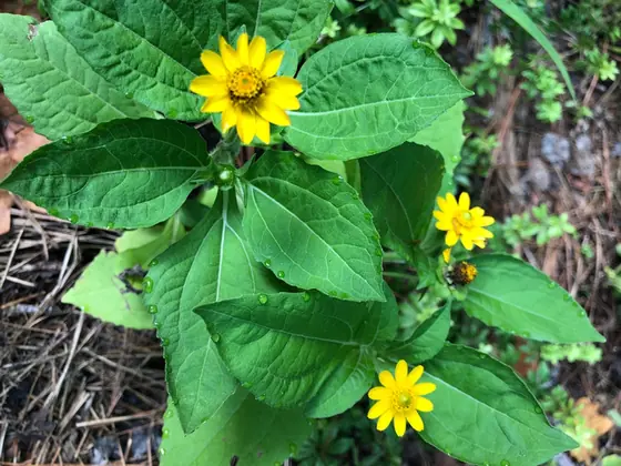 Melampodium divaricatum — floraison