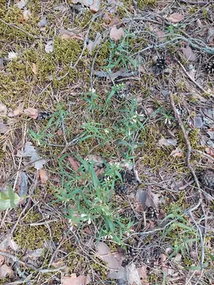 Melampyrum pratense — port de la plante