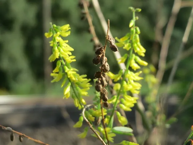Melilotus officinalis — floraison