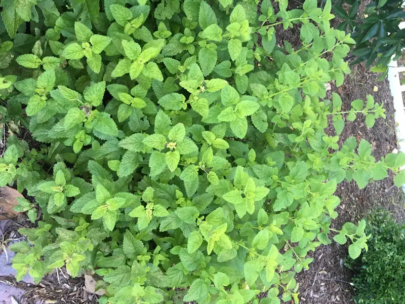 Mélisse — Melissa officinalis