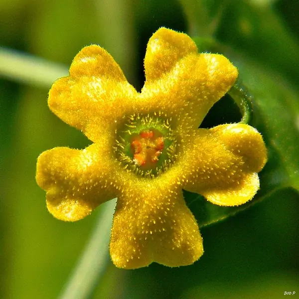 Melothria pendula — floraison