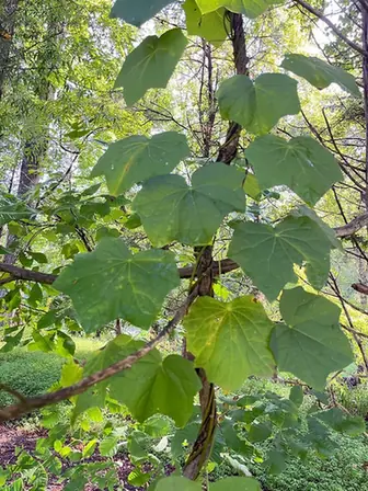 Menispermum canadense — port de la plante