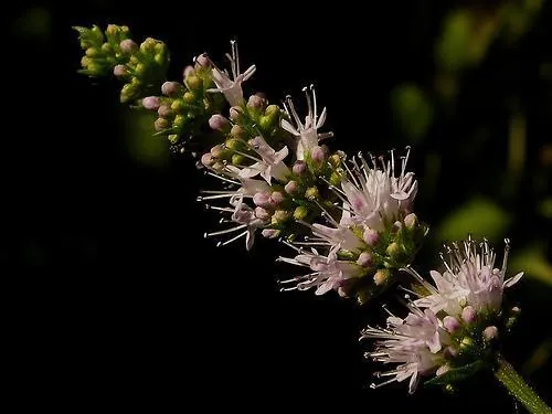 Menthe verte — Mentha spicata