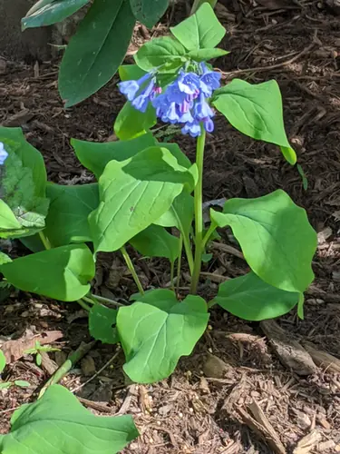 Mertensia virginica — floraison