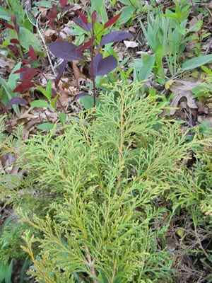 Microbiota decussata — feuillage