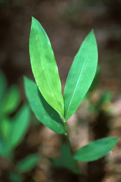 Microstegium vimineum — feuillage