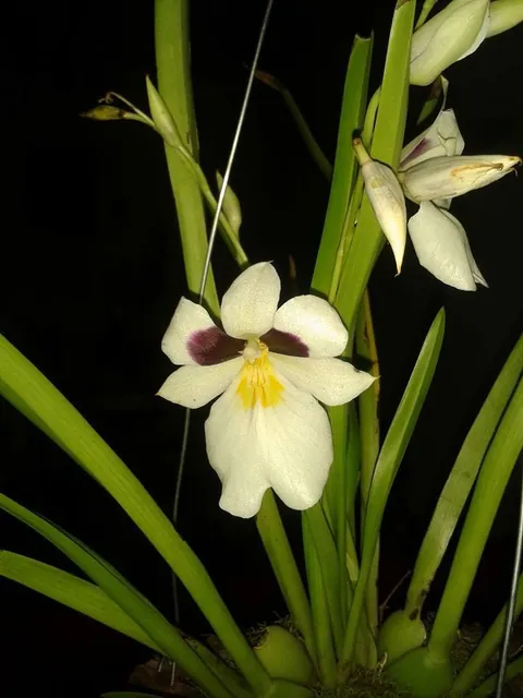 Miltoniopsis roezlii — floraison