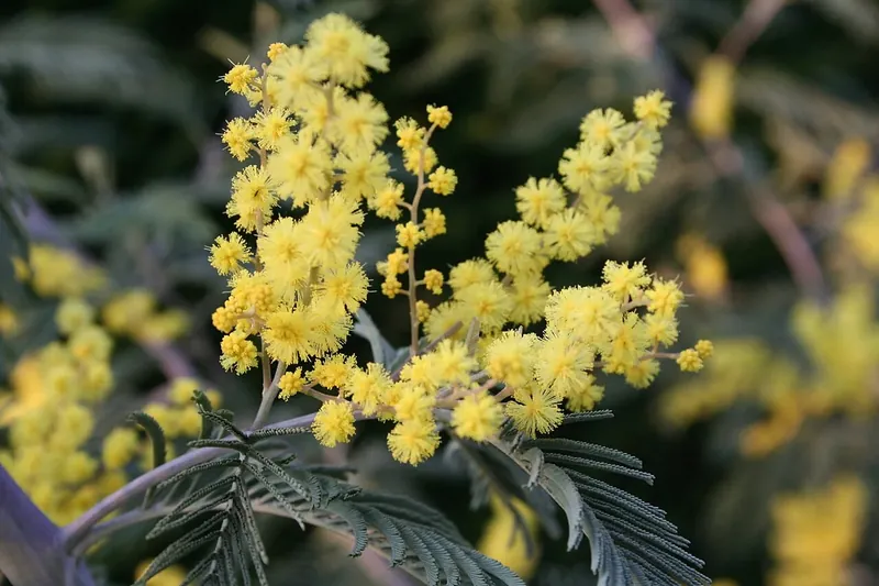 Fleurs jaunes et feuillage fin du mimosa