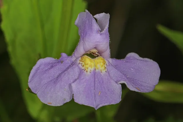 Mimulus ringens — floraison