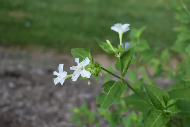 Mirabilis jalapa — floraison