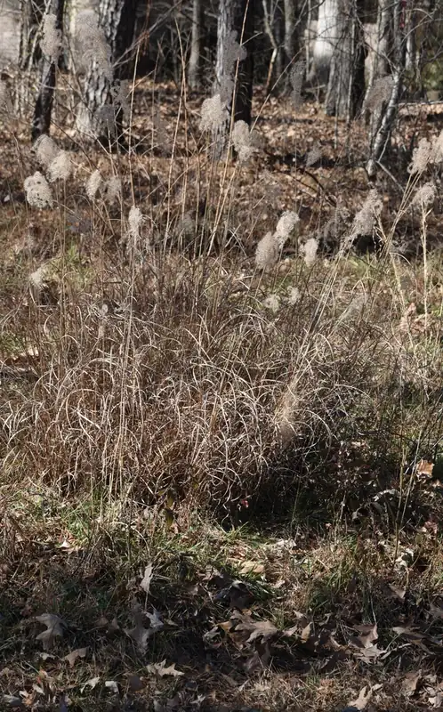 Miscanthus de Chine — Miscanthus sinensis