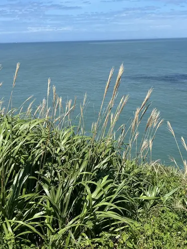 Miscanthus floridulus — port de la plante