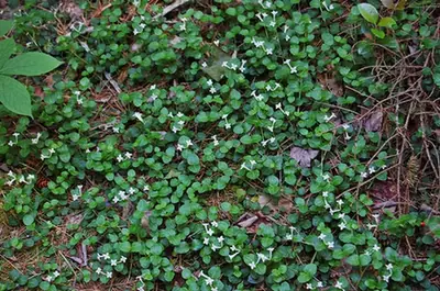 Mitchella repens — floraison