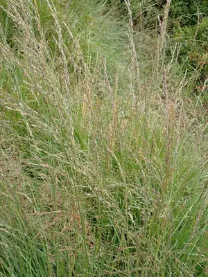 Molinia caerulea — port de la plante