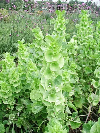 Moluccella laevis — port de la plante
