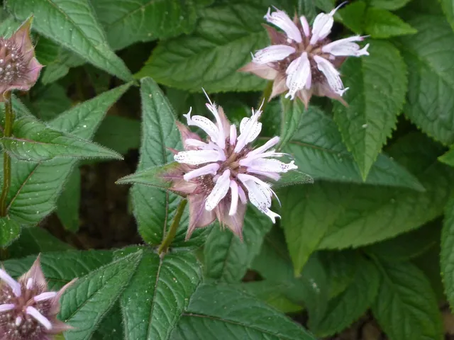 Monarda bradburyana — floraison