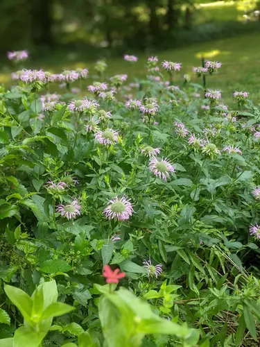 Monarda fistulosa — floraison