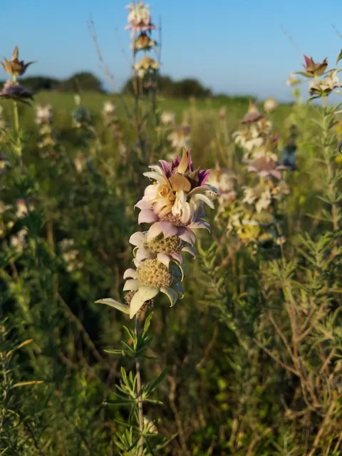 Monarda fruticulosa — floraison