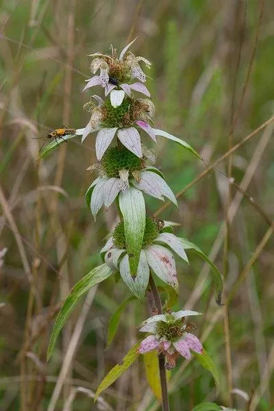 Monarda punctata — floraison