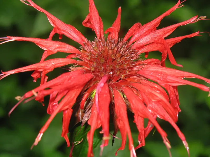 Monarde — Monarda didyma
