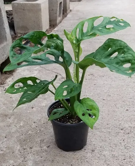 Monstera adansonii — port de la plante