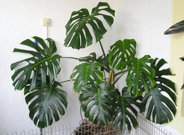 Monstera deliciosa — port de la plante