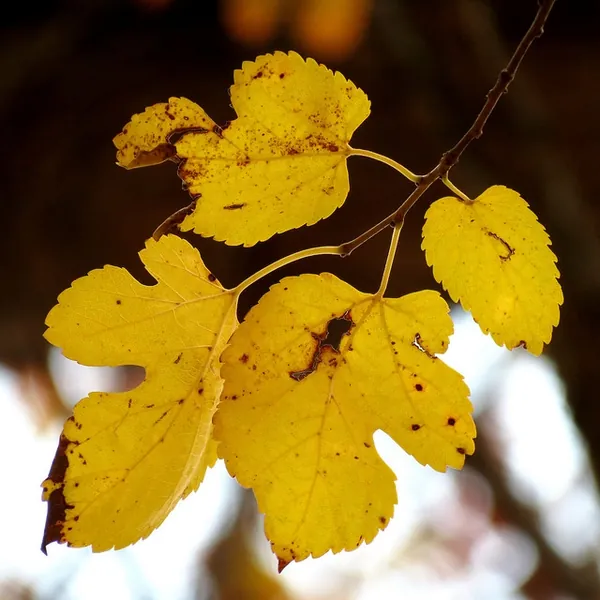 Morus rubra — feuillage
