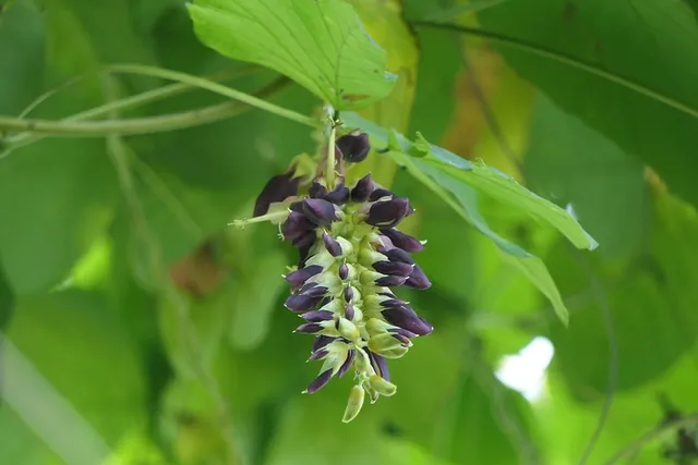 Mucuna pruriens — photographie botanique