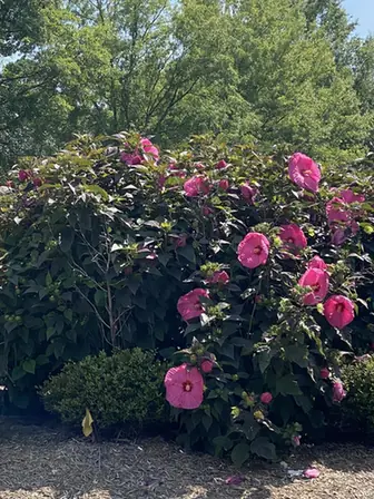 Muenchhusia hybrid — port de la plante