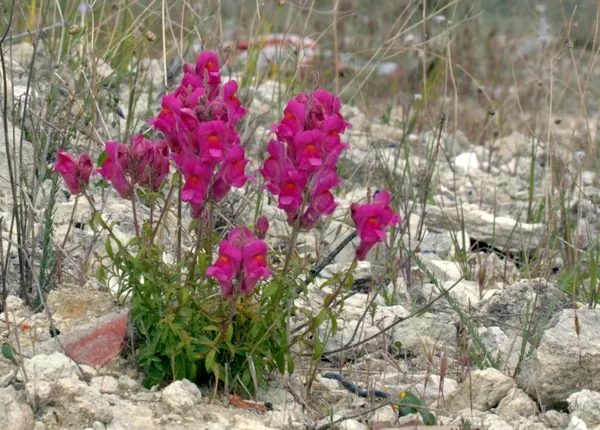 Muflier — Antirrhinum majus